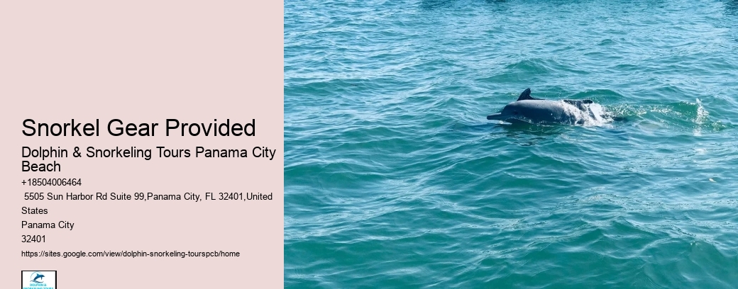 Can You Swim With Dolphins At Panama Beach