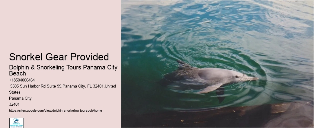 What Time Of Day Is Best To See Wild Dolphins
