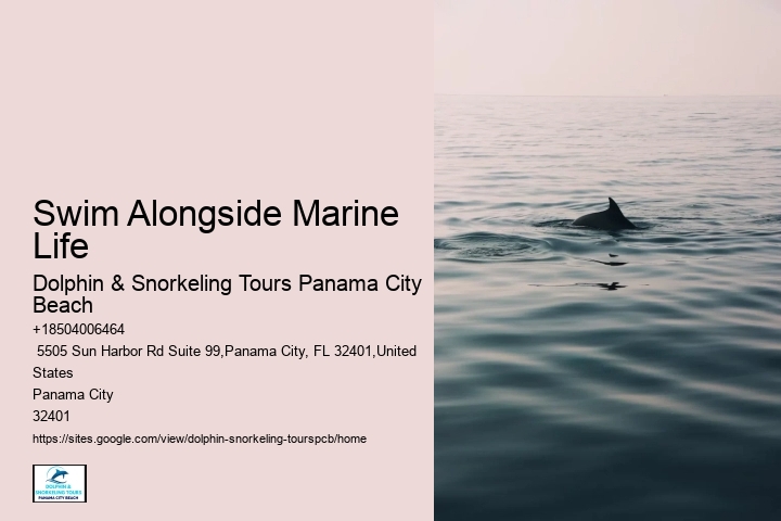Snorkeling Safaris