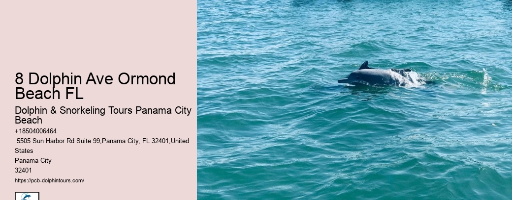 Which Beach Is Best For Dolphin