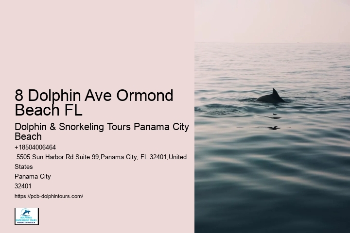 What Is The Difference Between Dolphin Encounter And Dolphin Swim