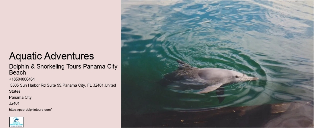 Swim With A Dolphin In Panama City Beach Florida