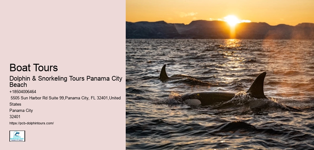 Dolphin Tours Near Me