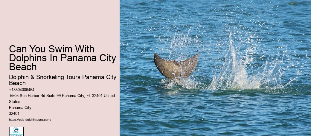Snorkeling Dolphin Watching Tour