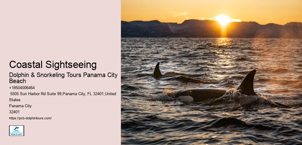 Dolphin Trips Panama City Beach