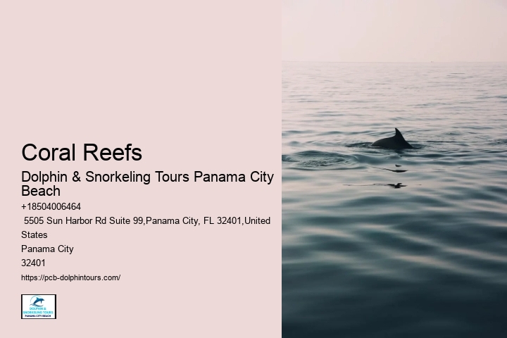 Shell Island Dolphin Cruise