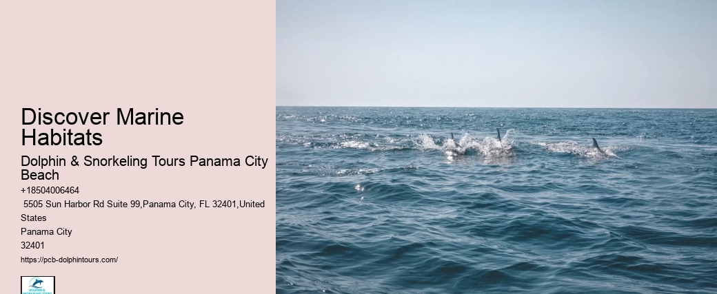 Is It Safe To Be In The Water With Dolphins