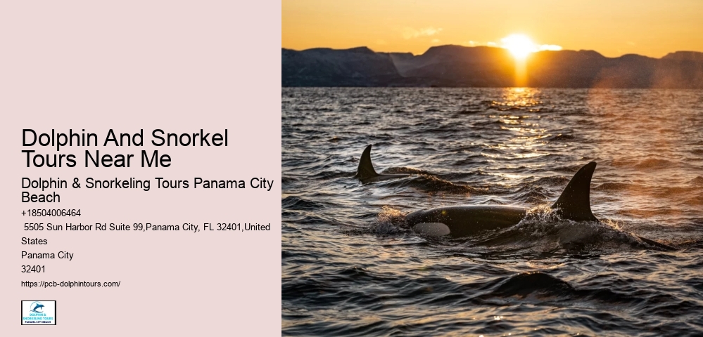 Panama City Beach Dolphin And Snorkel Tours