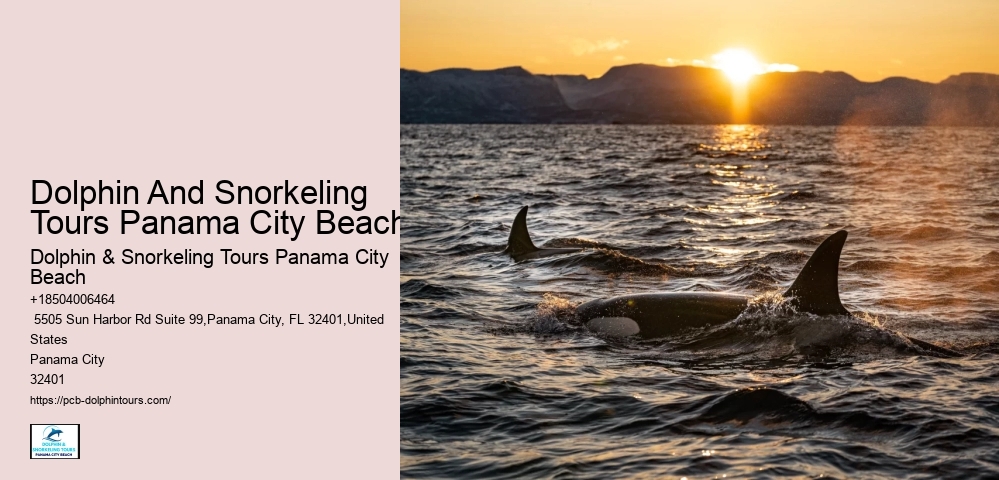 Panama City Beach Dolphin Tours & More