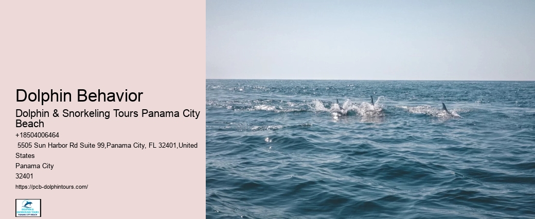 Dolphin And Snorkeling Tours In Panama City Beach
