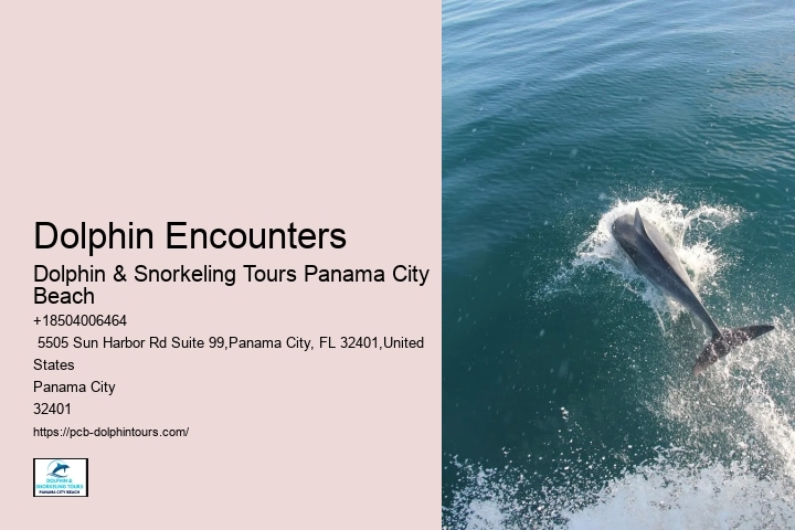 Dolphin Encounters