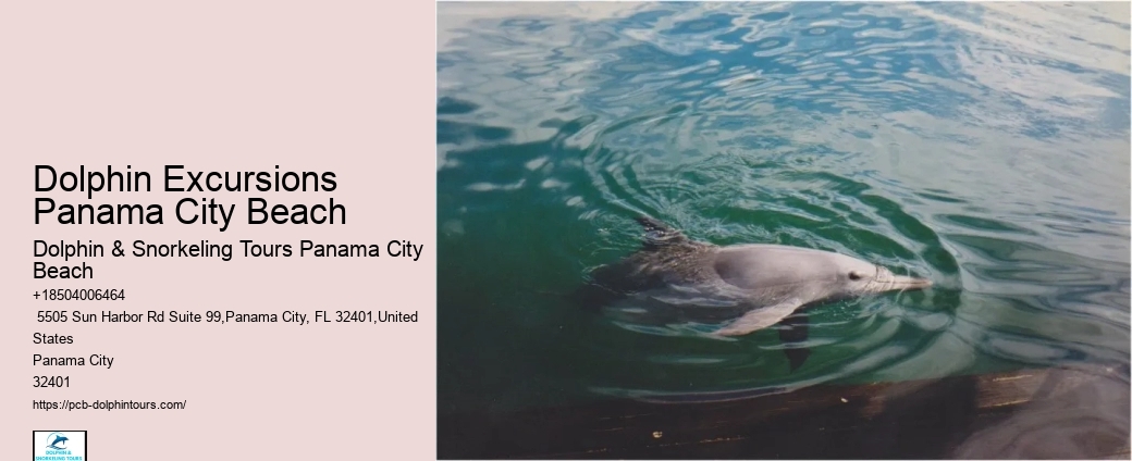Swim With A Dolphin In Panama City Beach Florida