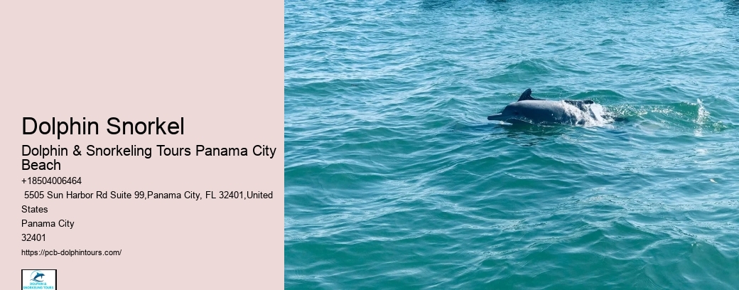 Dolphin And Snorkel Tours Panama City Beach