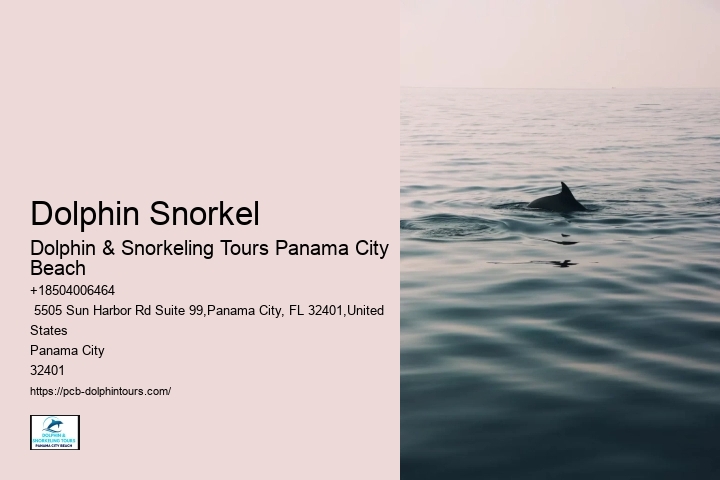 Are There Dolphins Near Panama City Beach