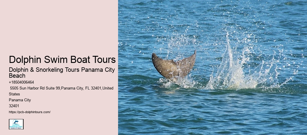 Is It Better To Swim With Dolphins In The Morning Or Afternoon