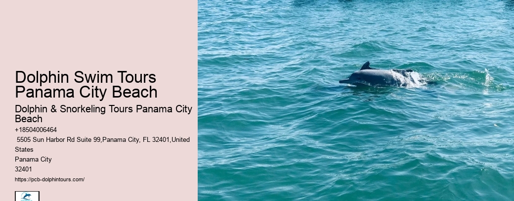 5 Tips For Swimming With Dolphins For The First Time