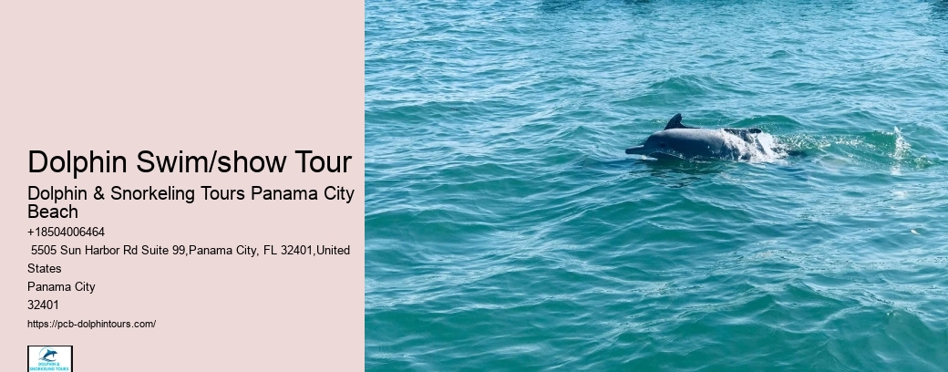 What Time Of Day Are Dolphins Most Active