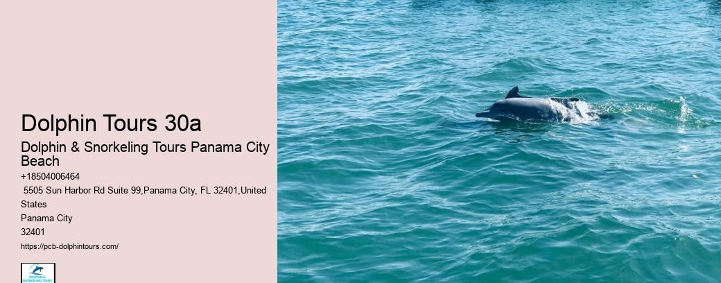 Dolphin Sightseeing