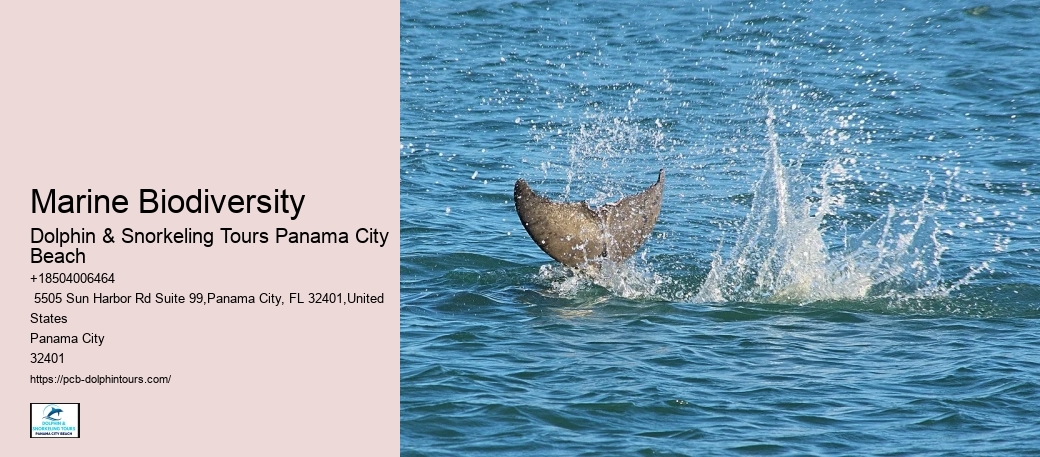 Dolphin Research