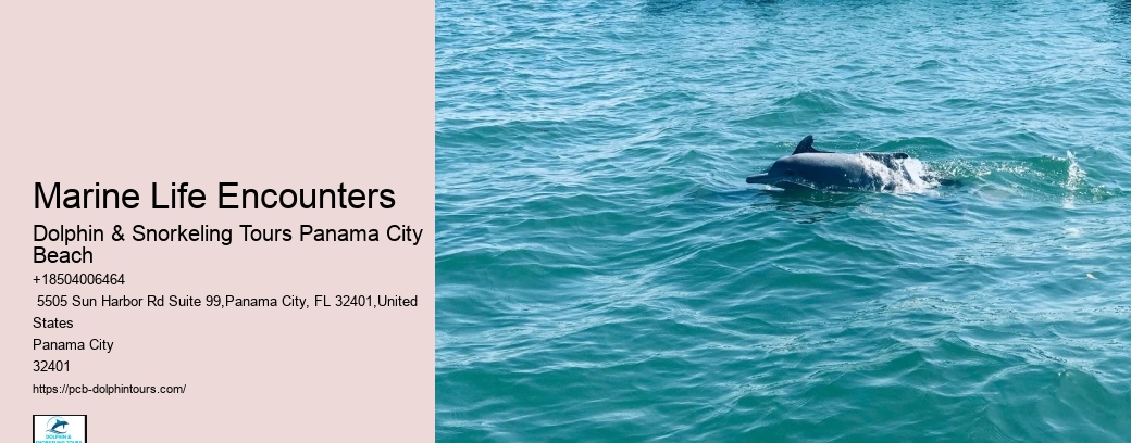 Shell Island Snorkeling & Dolphin Tours