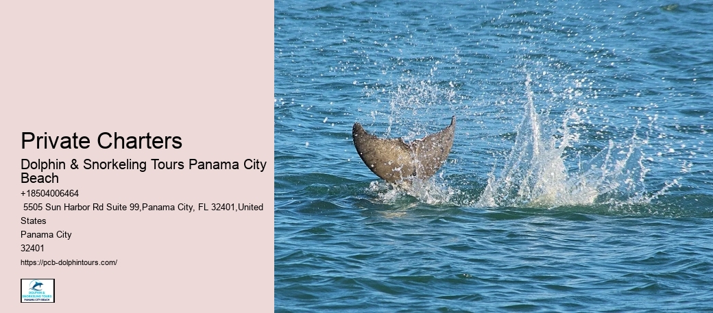 Dolphin & Snorkeling Tours In Panama City Beach Prices