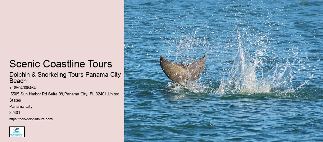 Dolphin & Snorkeling Tours Excursions