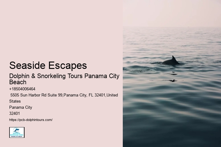 Tips And Advice For Swimming With Dolphins