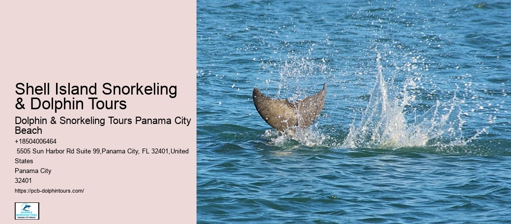 Dolphin And Snorkeling Tours Panama City Beach