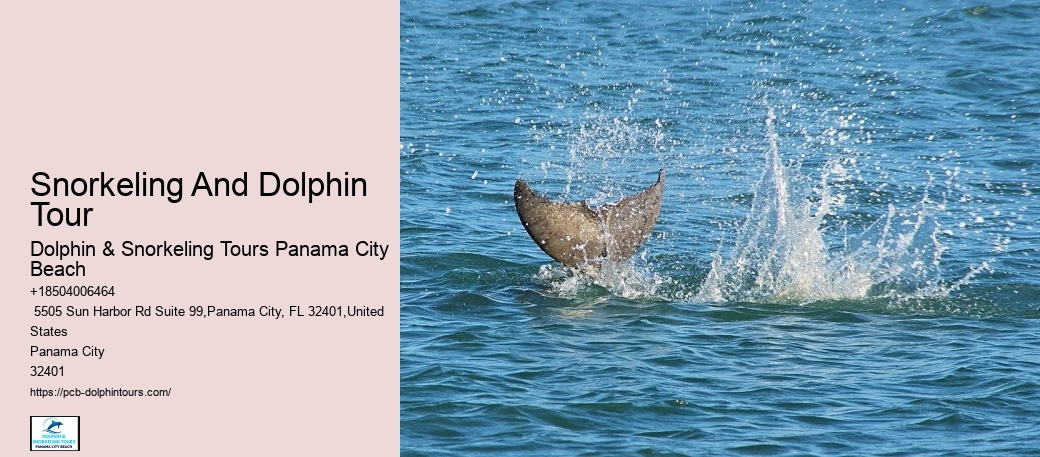 Will Dolphins Swim With Humans
