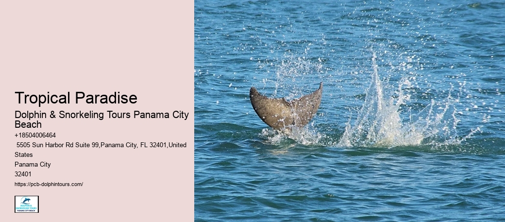 Will Dolphins Let You Touch Them