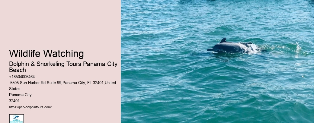 Panama City Dolphin Seafari Tours