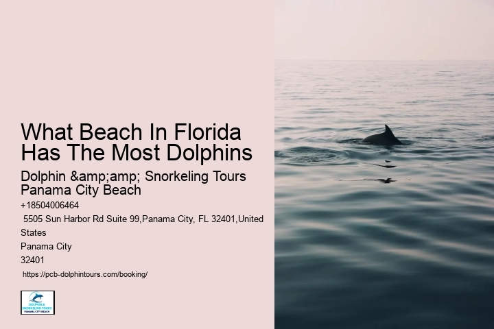 What Beach In Florida Has The Most Dolphins